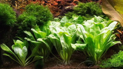 Самолус Парвифлорус в горшочке